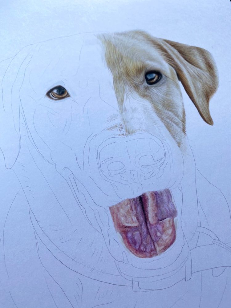 Labrador Pet Portrait Commission {{brizy_dc_image_alt imageSrc=