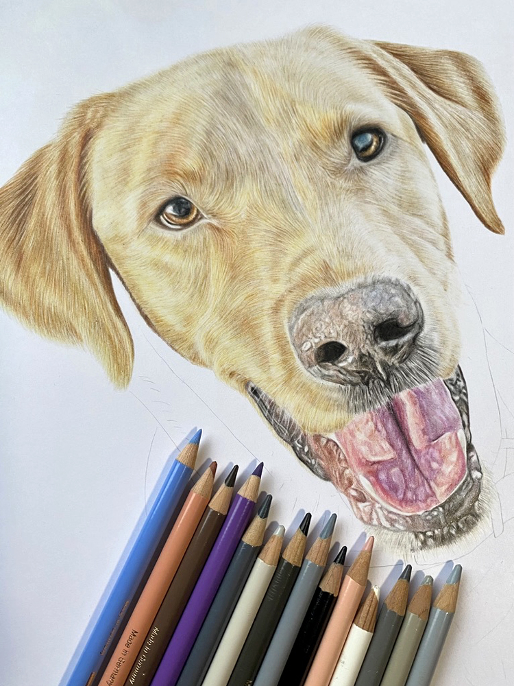 Labrador Pet Portrait Commission {{brizy_dc_image_alt imageSrc=