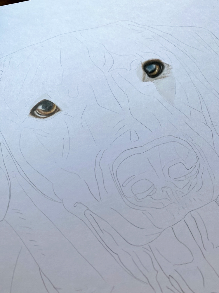 Labrador Pet Portrait Commission {{brizy_dc_image_alt imageSrc=
