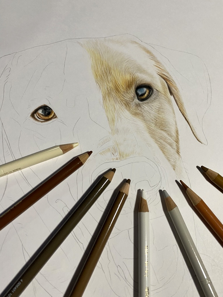 Labrador Pet Portrait Commission {{brizy_dc_image_alt imageSrc=