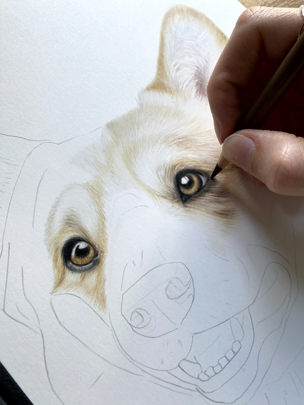 Corgi Pet Portrait Commission {{brizy_dc_image_alt imageSrc=