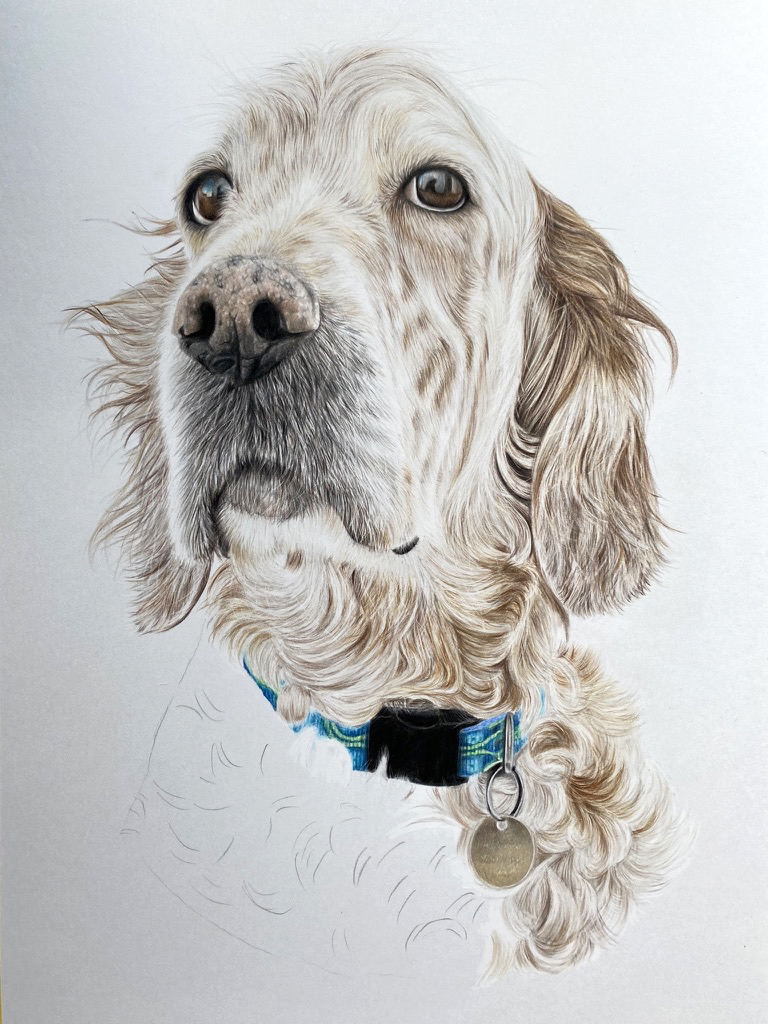 English Setter Pet Portrait Okehampton {{brizy_dc_image_alt imageSrc=